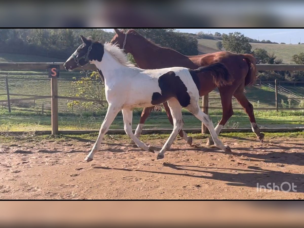 Zangersheider Mare  Tobiano-all-colors in Teyssode