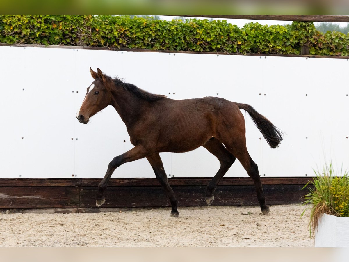 Zangersheider Stallion 1 year 14,1 hh Brown in Waddinxveen Zangersheider Stallion 1 year 14,1 hh Brown in Waddinxveen
