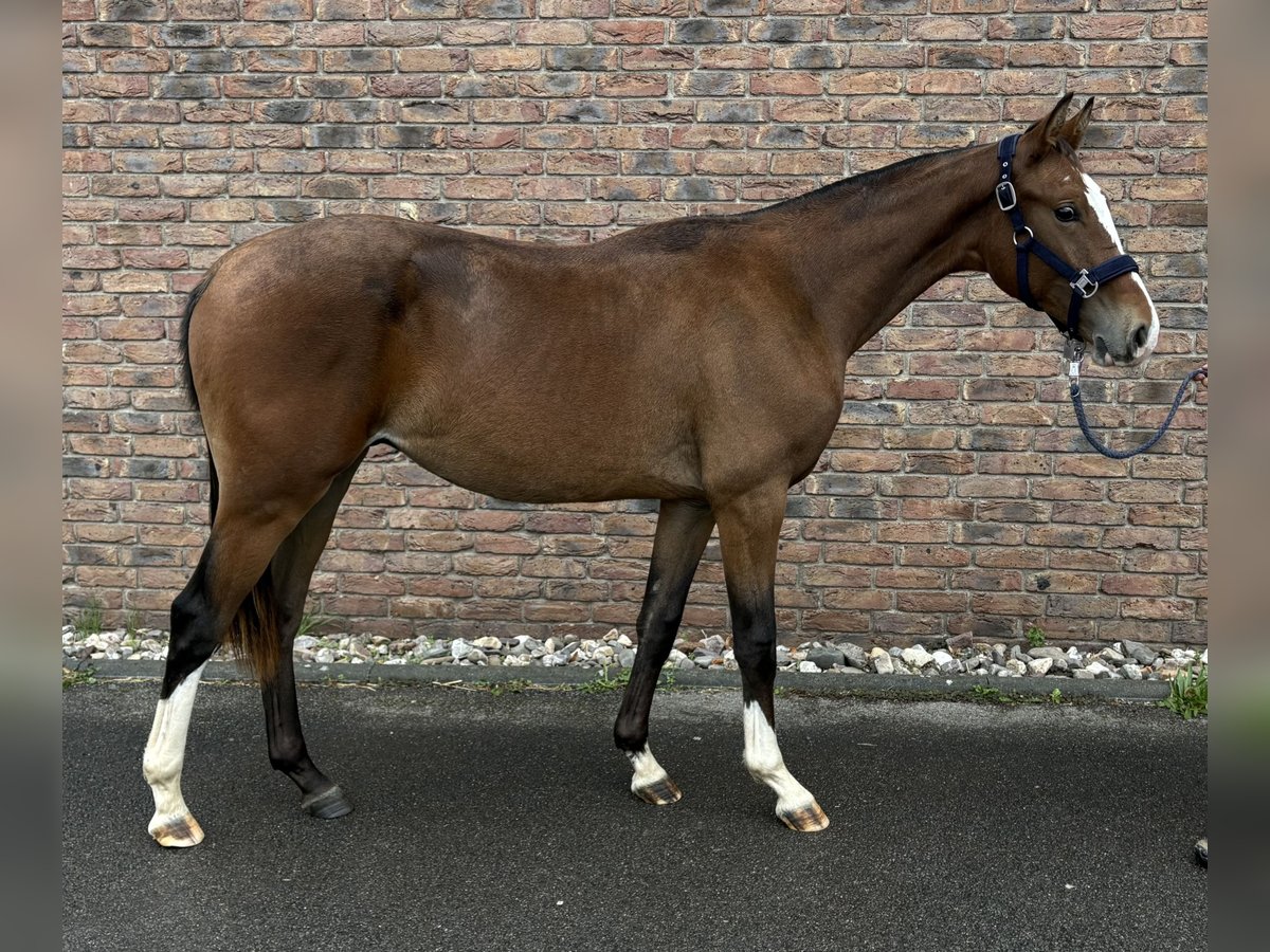 Zangersheider Stallion 1 year 15,1 hh Bay-Dark in Niederkassel