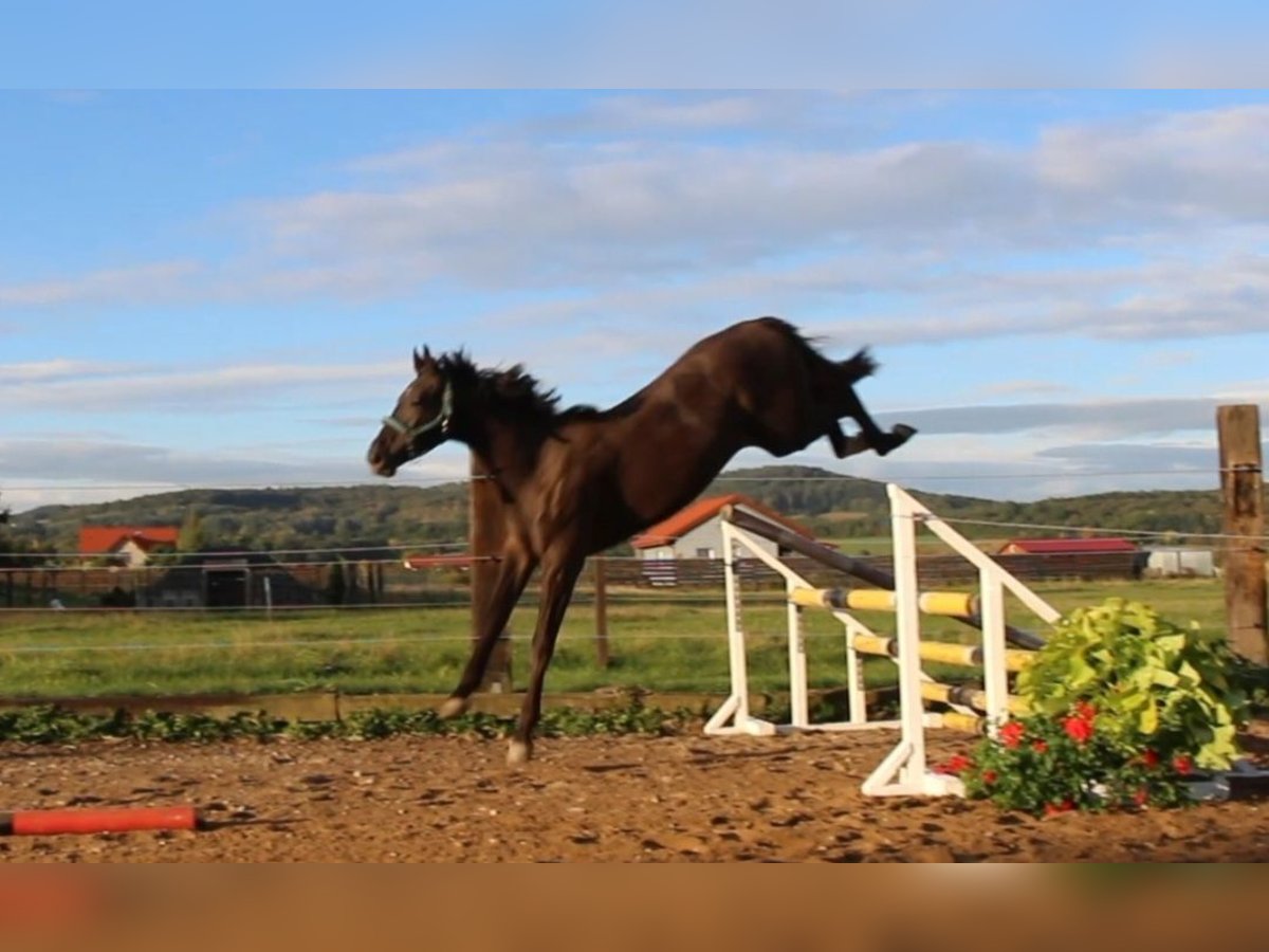 Zangersheider Stallion 1 year 16,2 hh Smoky-Black in Dobromierz