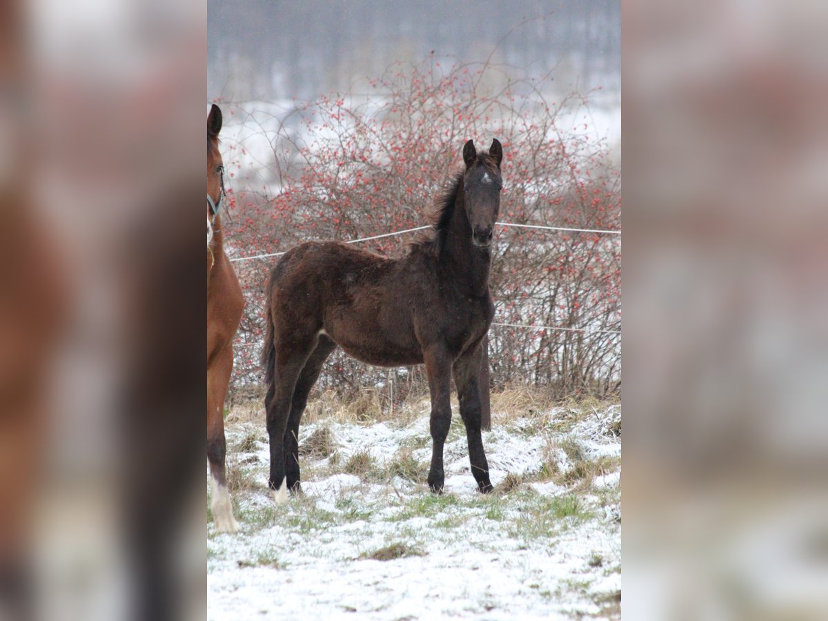 Zangersheider Stallion 1 year 16,2 hh Smoky-Black in Mokrzeszów