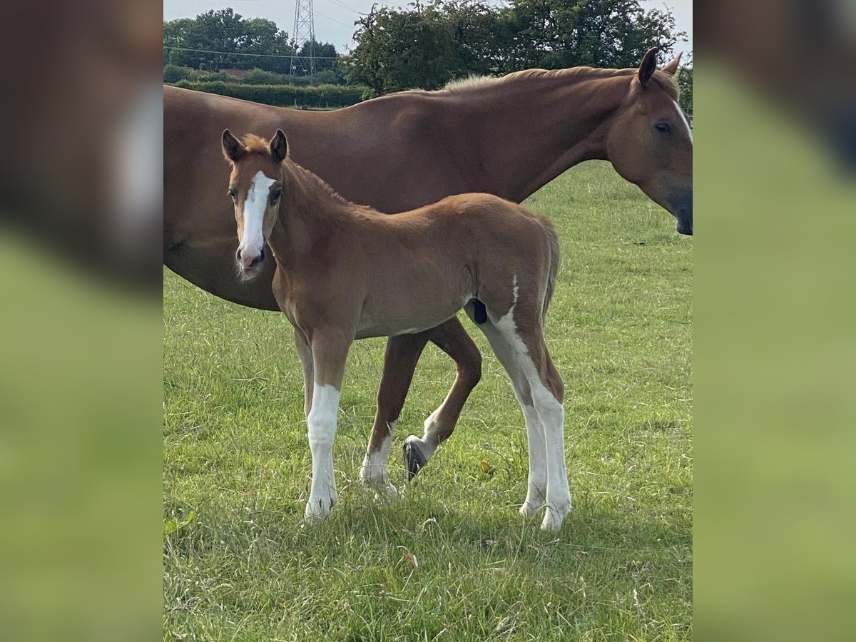 Zangersheider Stallion 1 year 16,1 hh Chestnut in Canterbury
