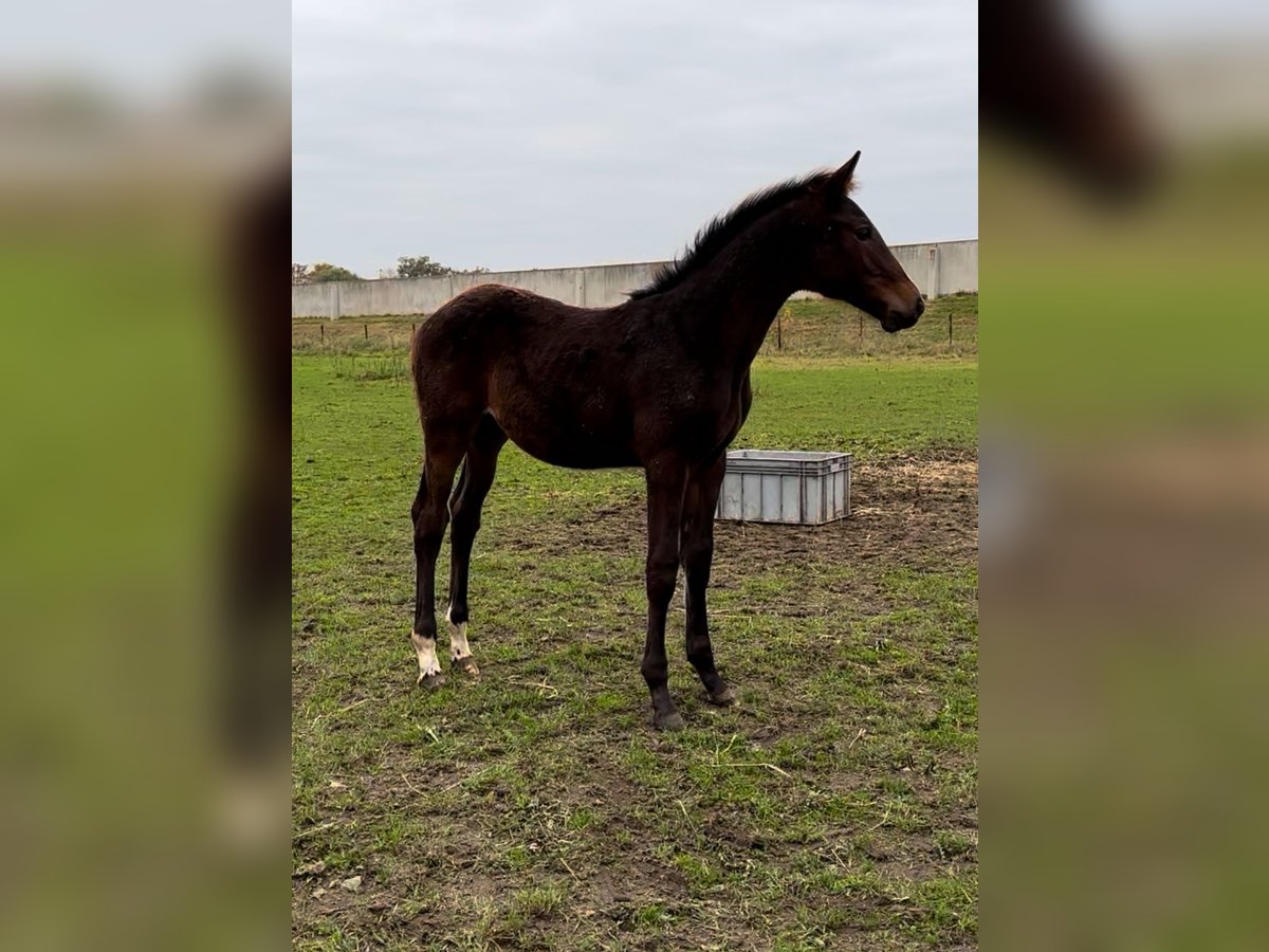 Zangersheider Stallion 1 year Bay-Dark in Belfeld