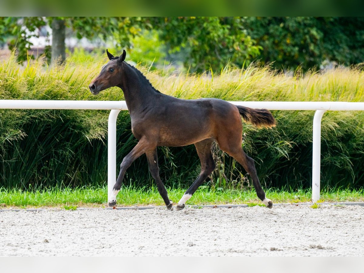 Zangersheider Stallion 1 year Bay in Tök