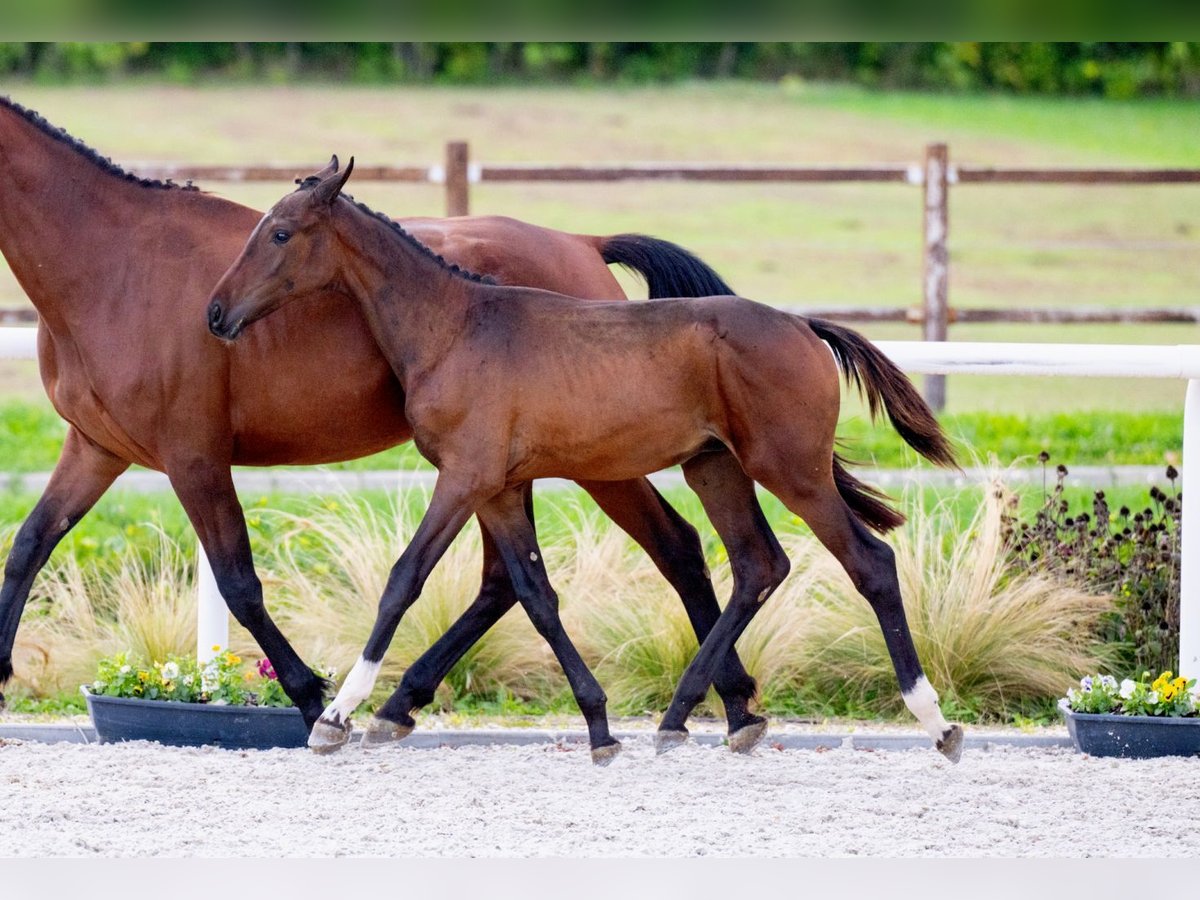 Zangersheider Stallion 1 year Bay in Tök