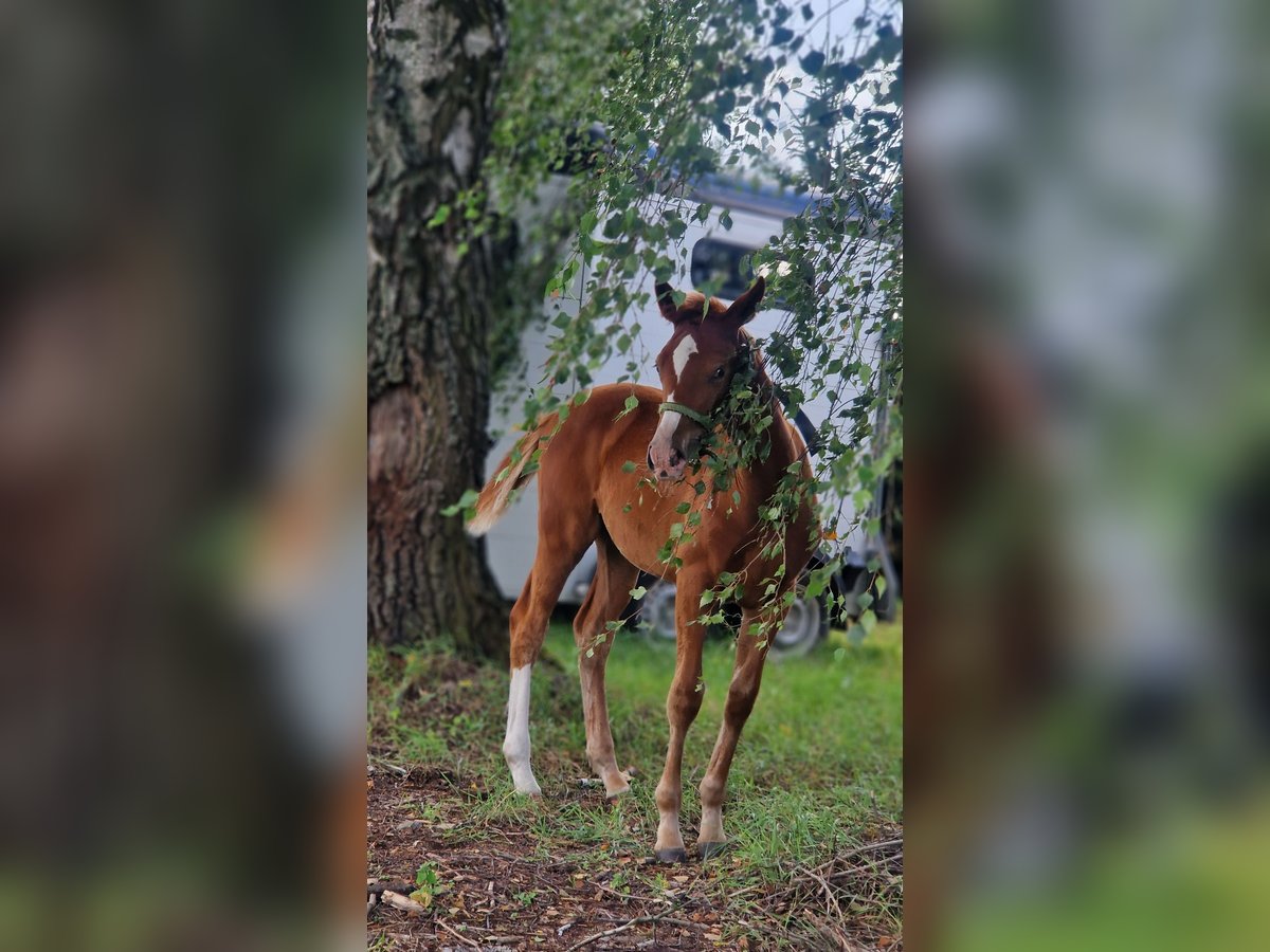 Zangersheider Stallion 1 year Chestnut-Red in Nowa Wieś Wielka