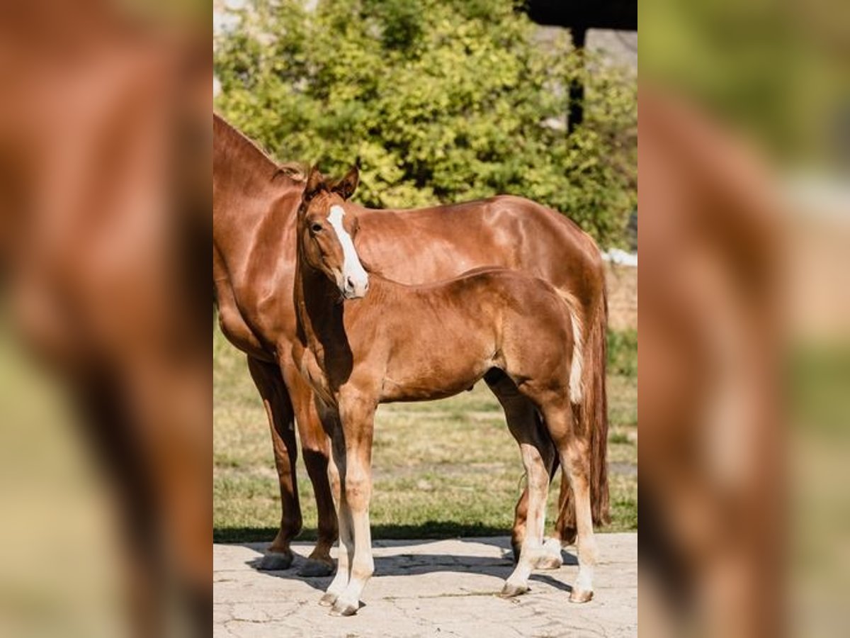 Zangersheider Stallion 1 year Chestnut-Red in Poznań