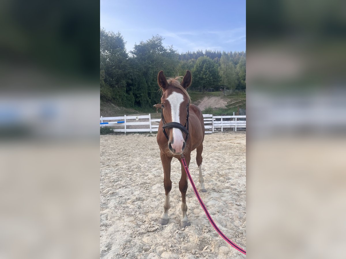 Zangersheider Stallion 1 year Chestnut-Red in Zella-Mehlis