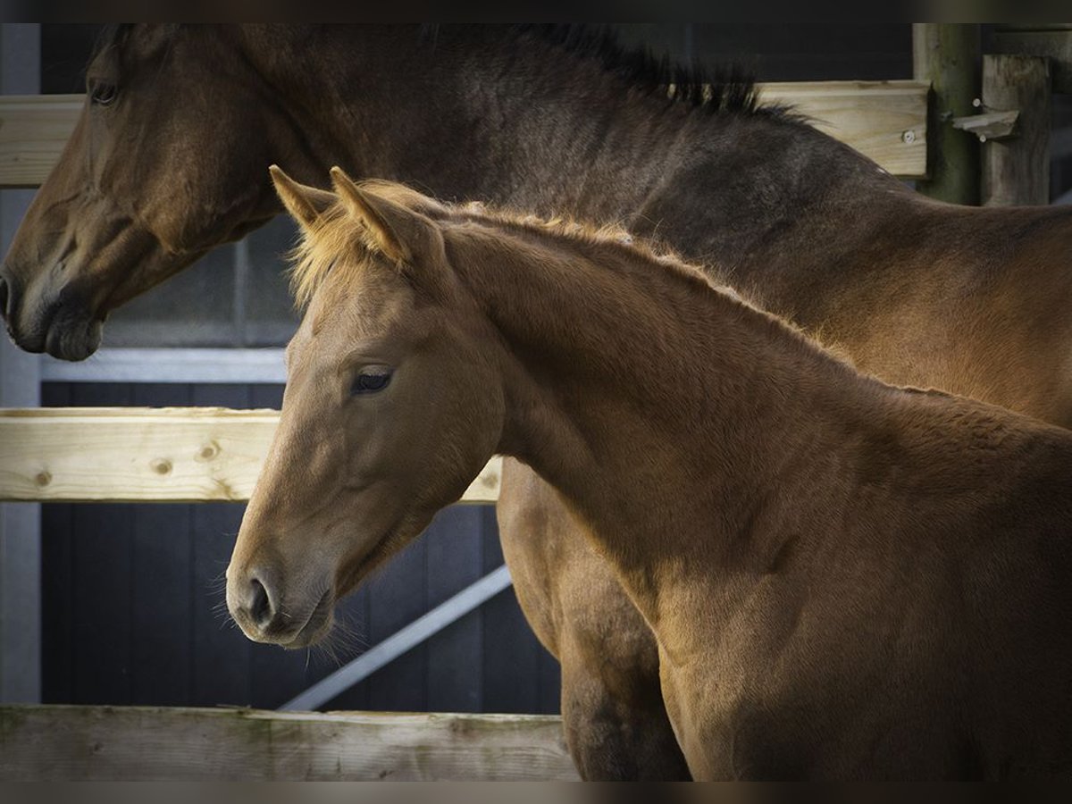 Zangersheider Stallion 1 year Chestnut in Hannut