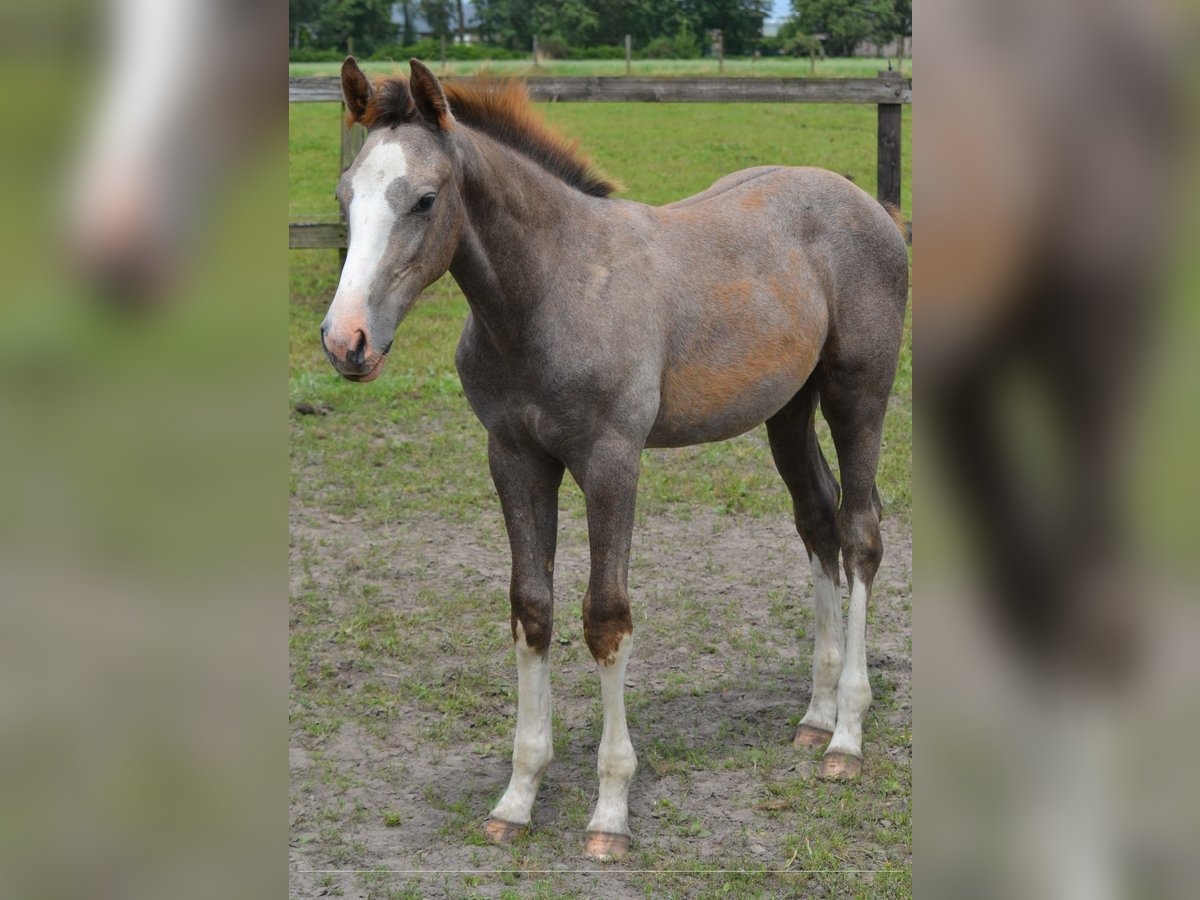 Zangersheider Stallion 1 year Gray in Brecht