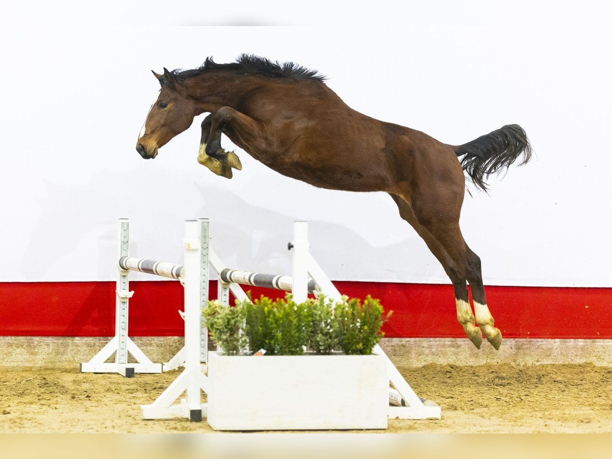 Zangersheider Stallion 2 years 15,2 hh Brown in Waddinxveen