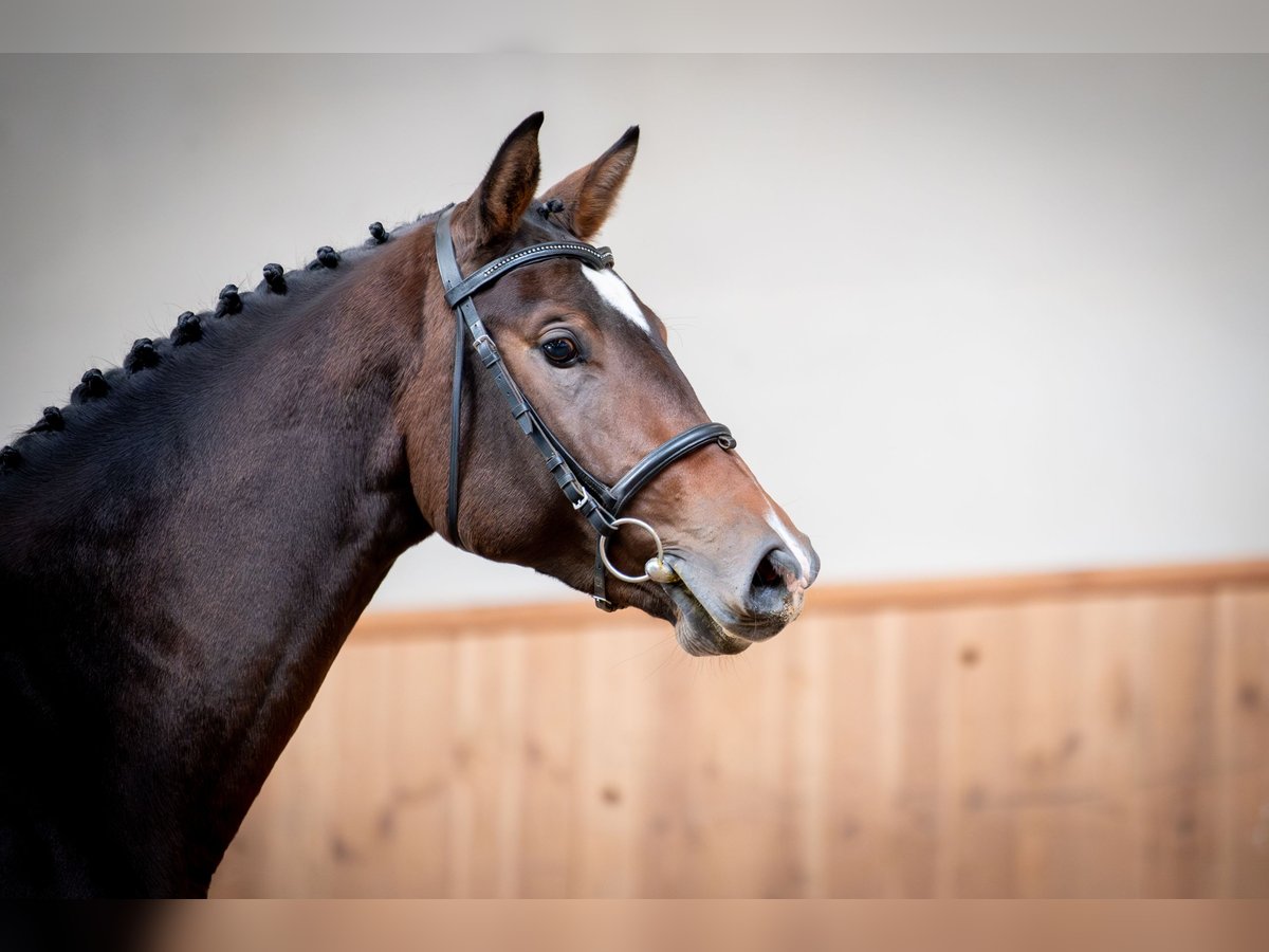 Zangersheider Stallion 2 years 15,3 hh Bay-Dark in Grodziczno