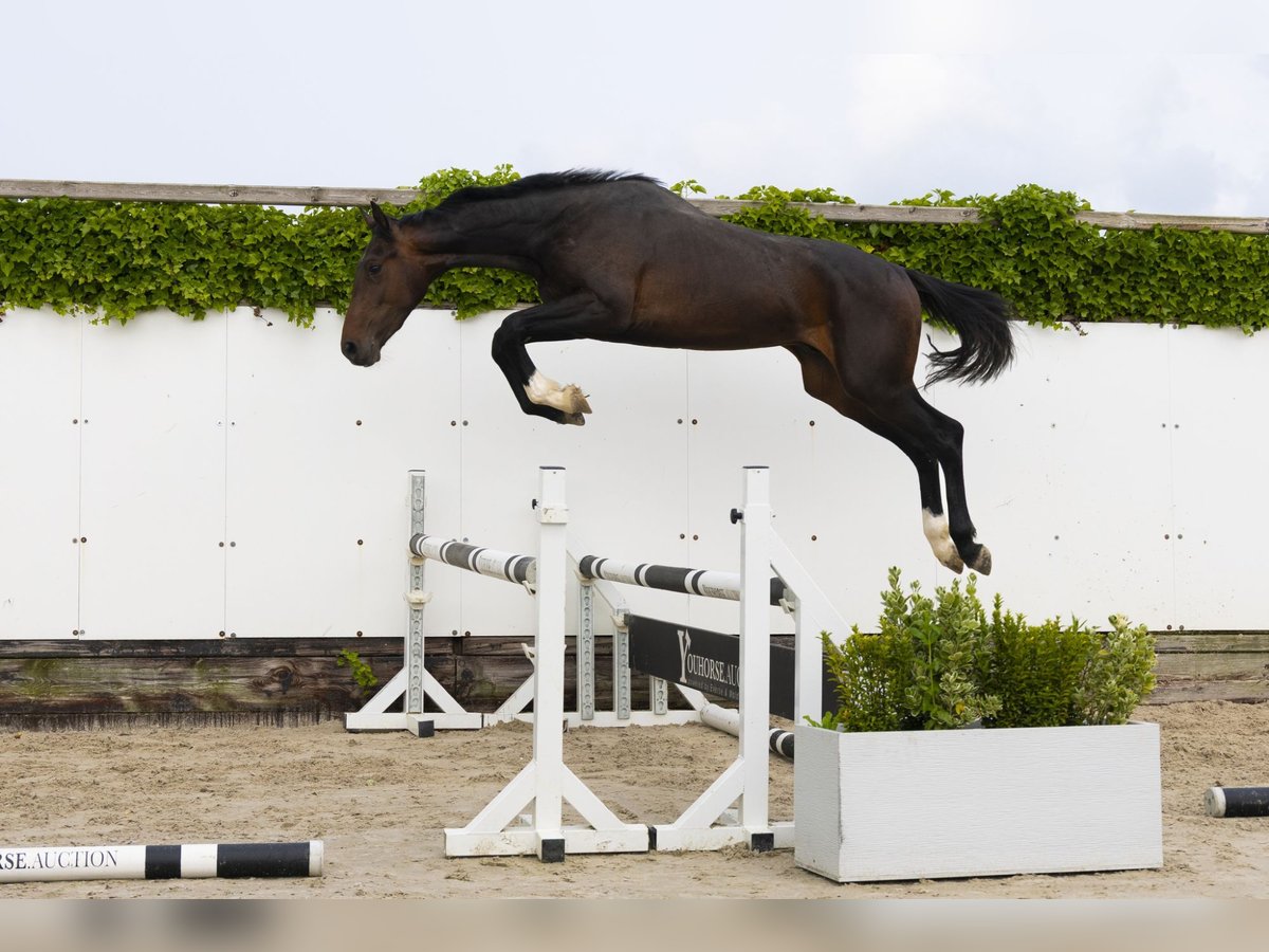 Zangersheider Stallion 2 years 15 hh Bay-Dark in Waddinxveen