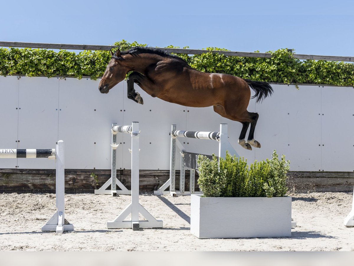 Zangersheider Stallion 2 years 15 hh Brown in Waddinxveen