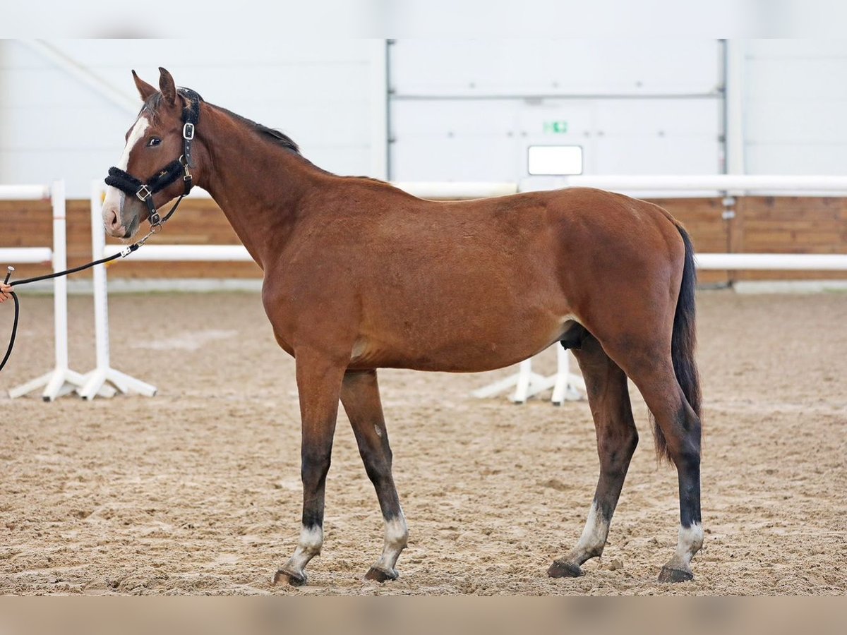 Zangersheider Stallion 2 years 15,3 hh Bay in Lagedi
