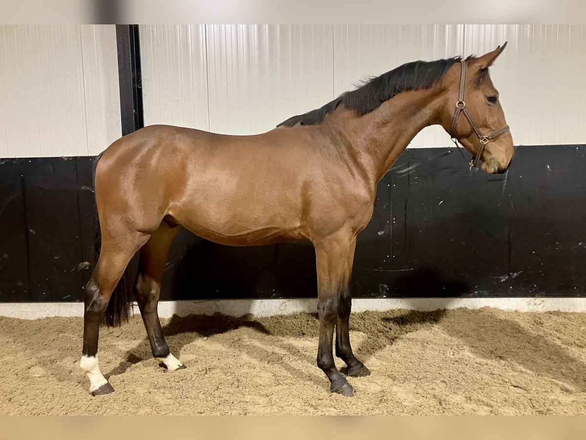 Zangersheider Stallion 2 years 16,1 hh Brown in Bladel