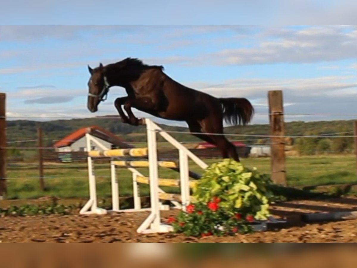 Zangersheider Stallion 2 years 16,2 hh Smoky-Black in Dobromierz