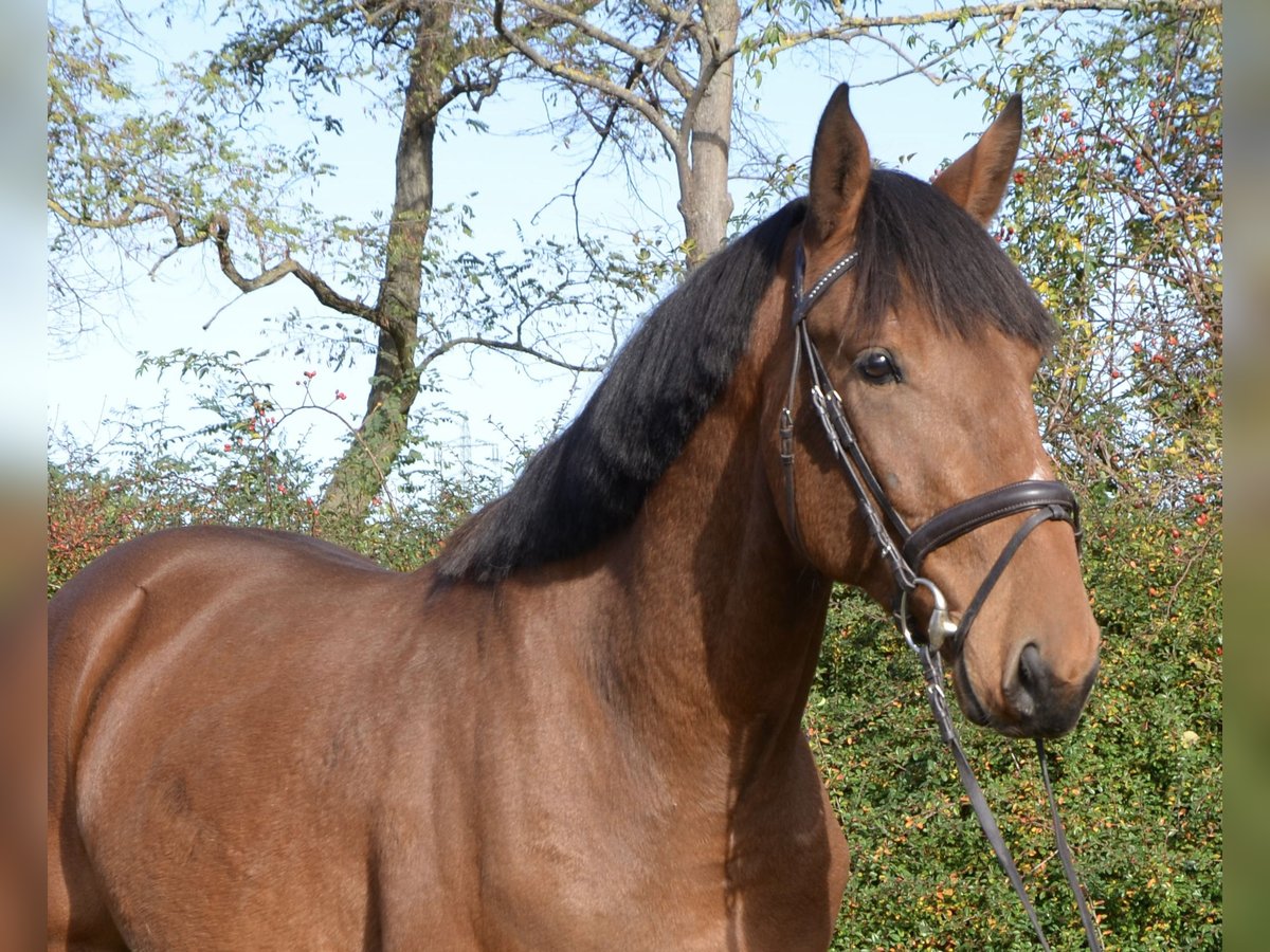 Zangersheider Stallion 2 years 16,3 hh in Brandenburg an der Havel