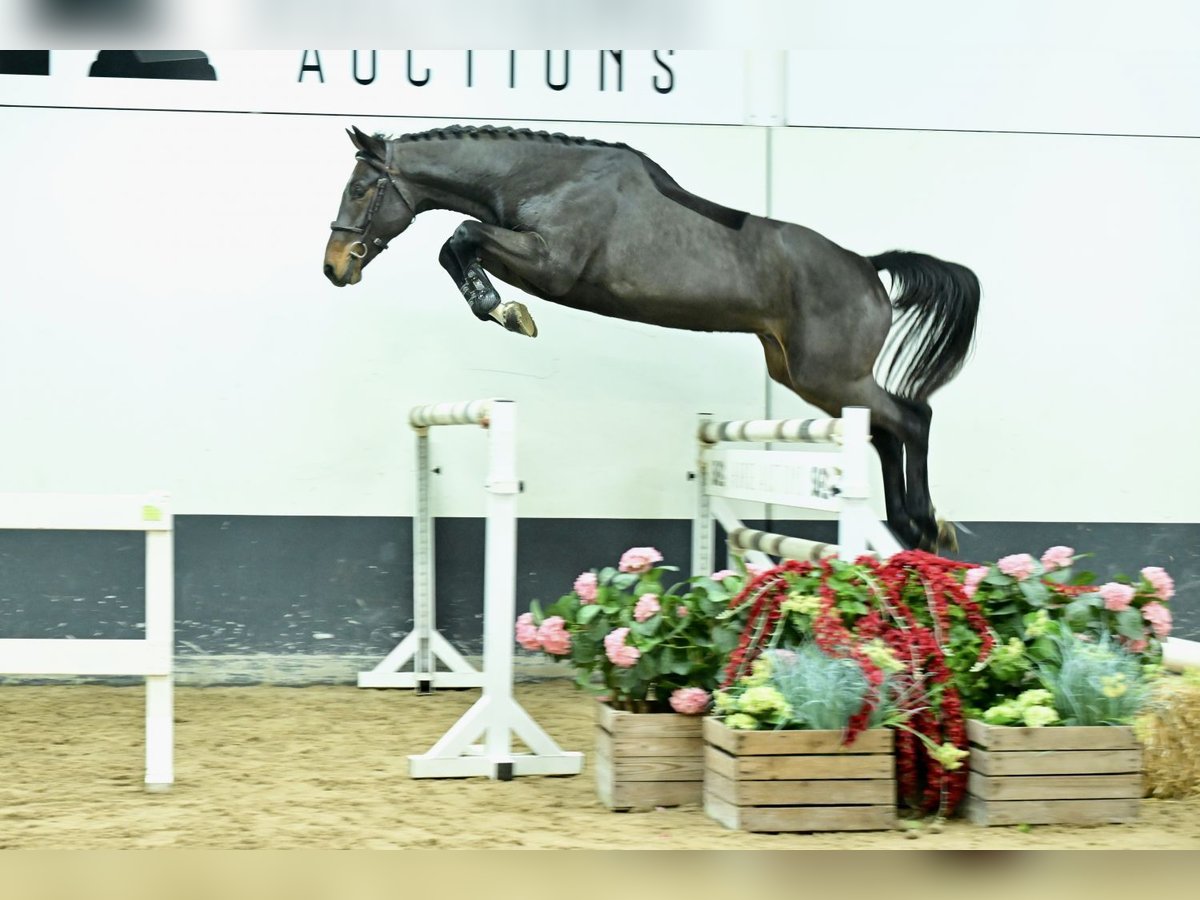 Zangersheider Stallion 2 years 16,2 hh Bay-Dark in Bladel