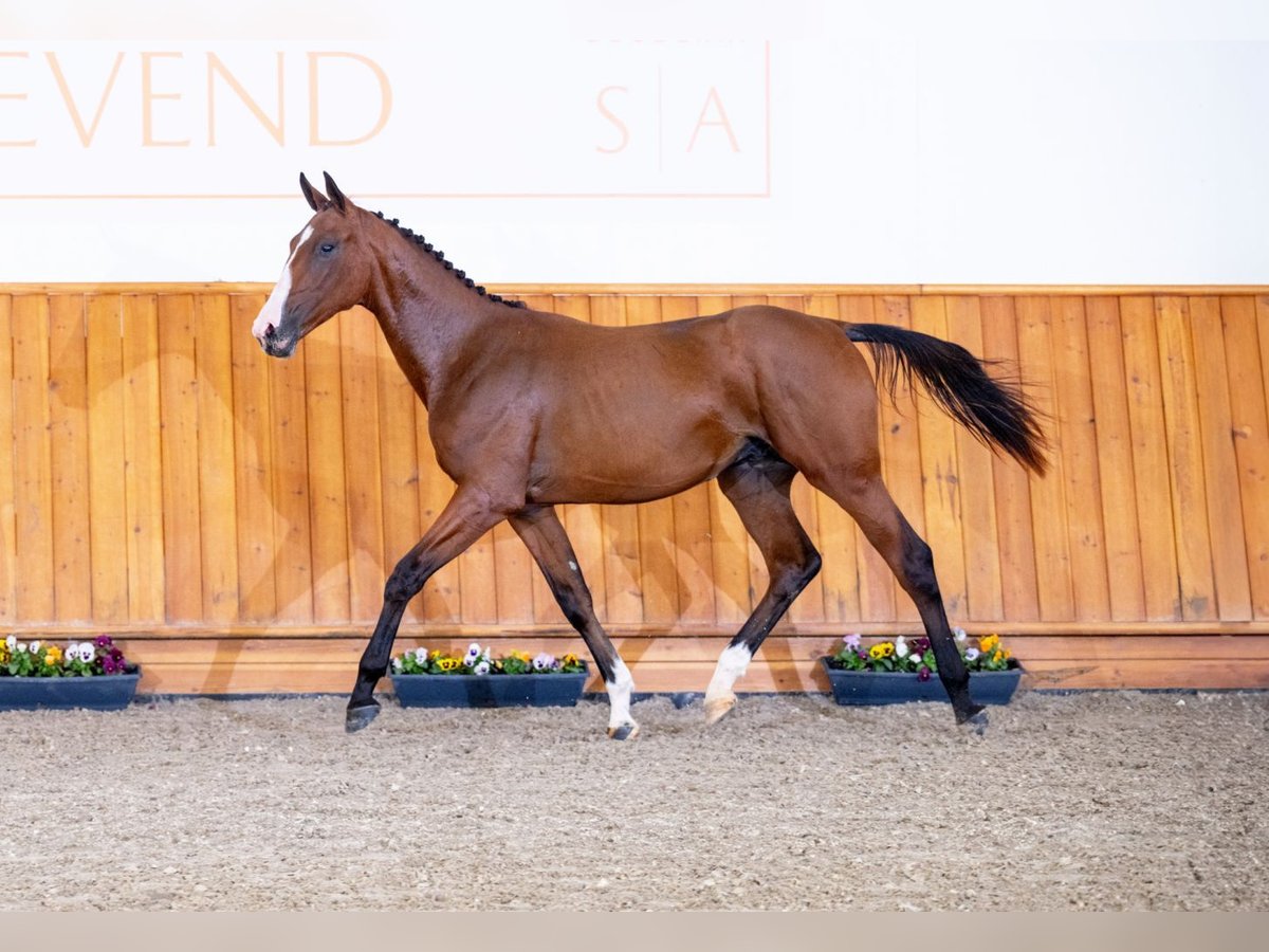 Zangersheider Stallion 2 years Bay in Tök