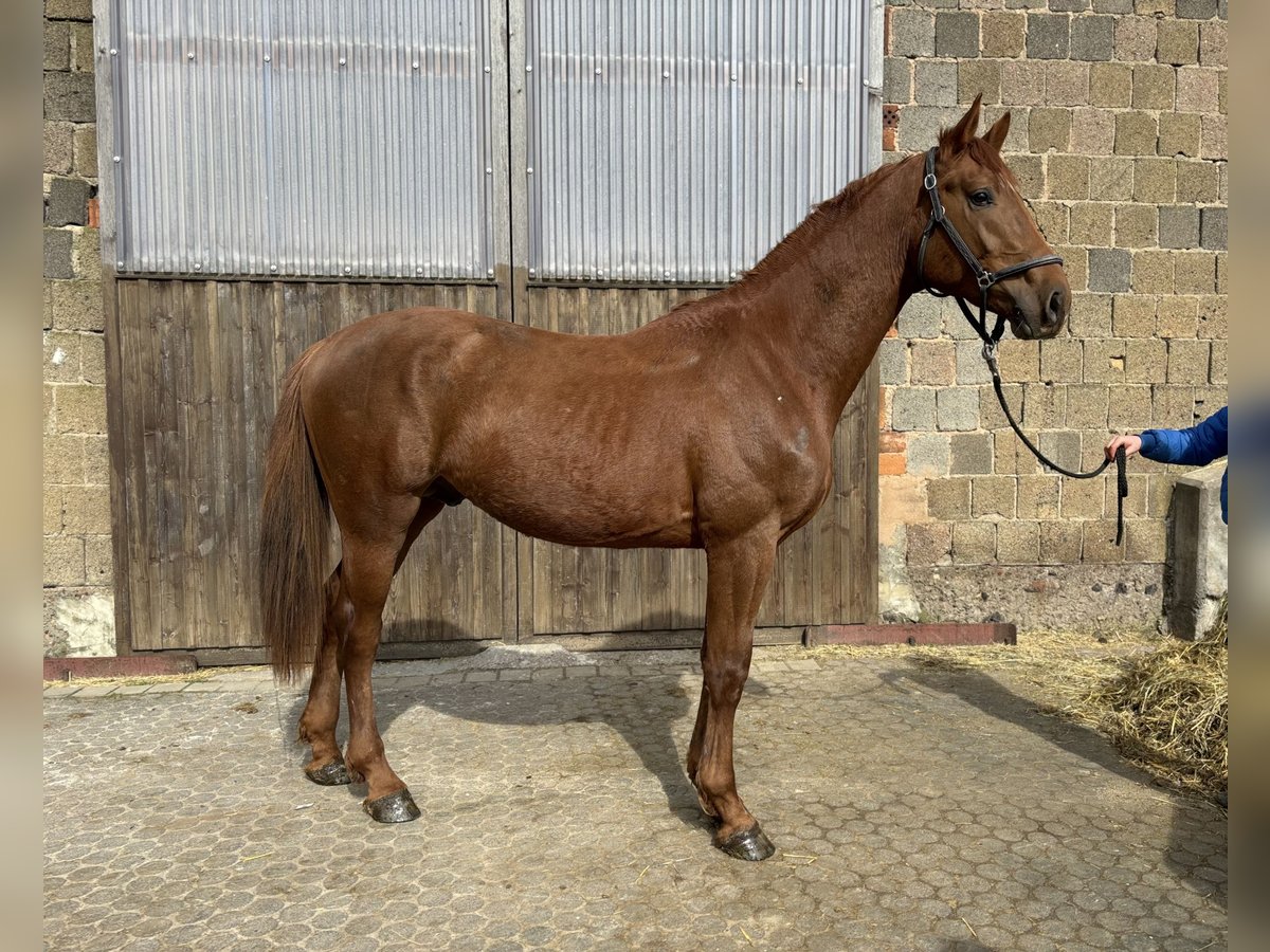 Zangersheider Stallion 2 years Chestnut-Red in Vacha