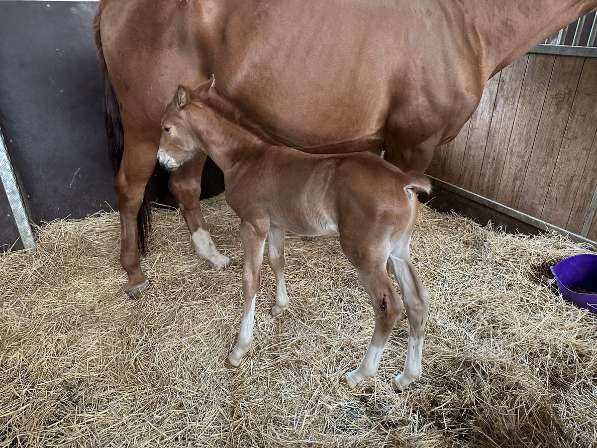 Zangersheider Stallion 2 years Chestnut in Bayerisch Gmain