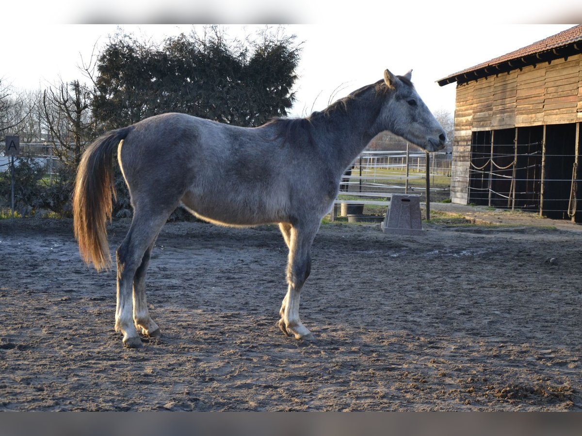 Zangersheider Stallion 2 years Gray in Trški Vrh