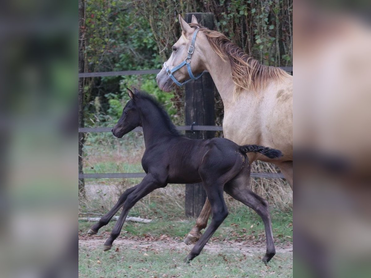 Zangersheider Stallion 3 years 14,2 hh Black in Beaumont pied-de-boeuf