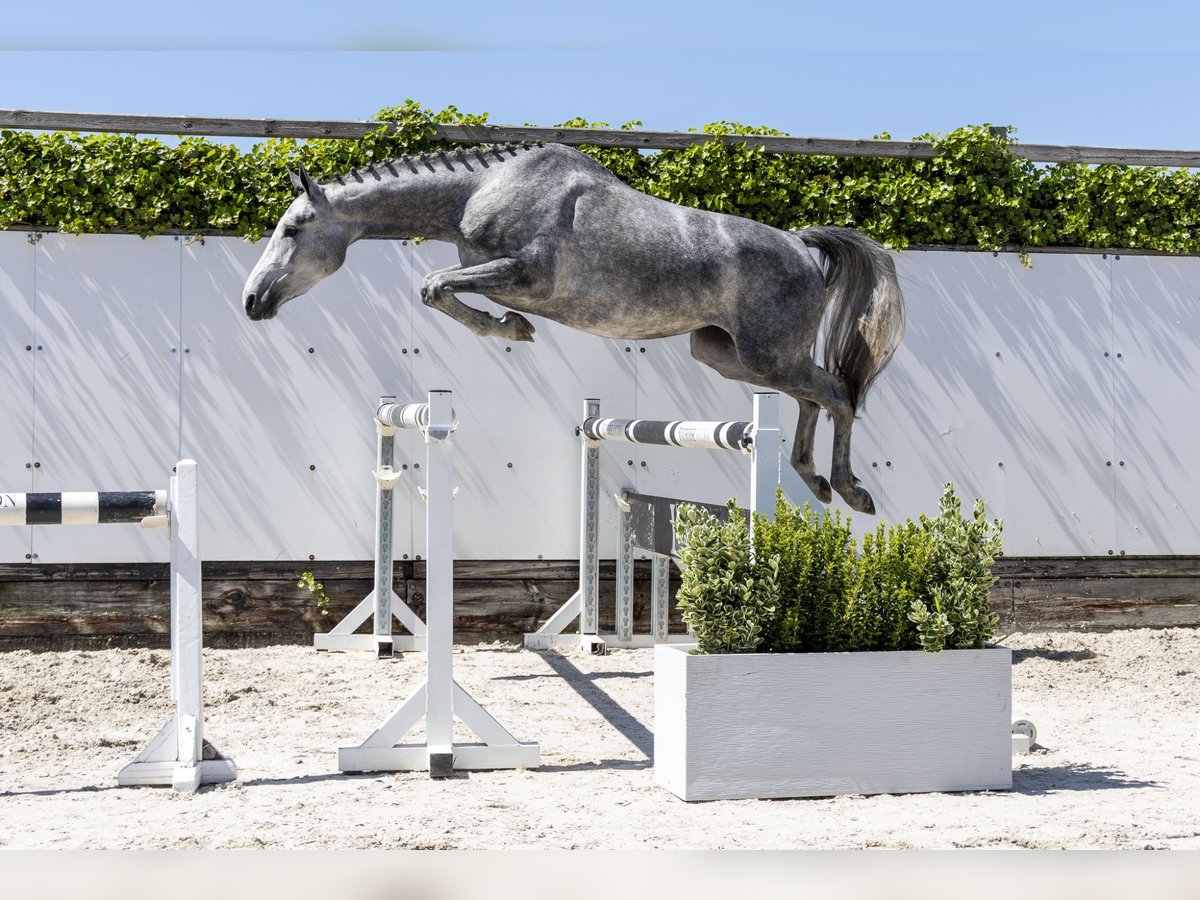 Zangersheider Stallion 3 years 15,2 hh in Waddinxveen