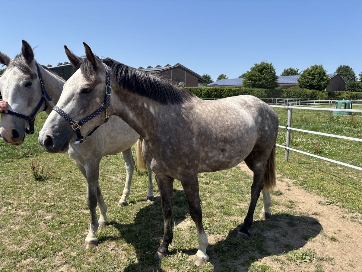 Zangersheider Stallion 3 years 15,2 hh Gray in Krefeld