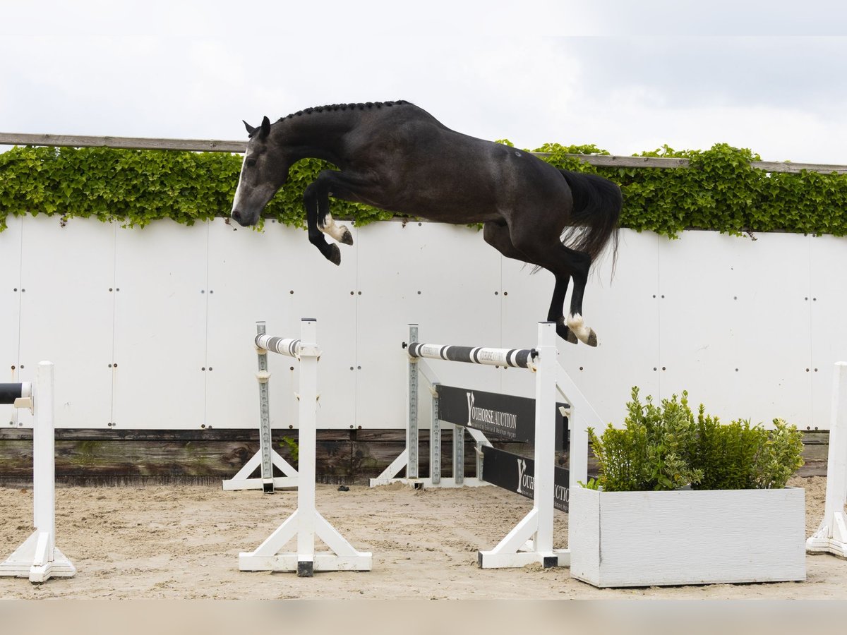 Zangersheider Stallion 3 years 15,2 hh Gray in Waddinxveen