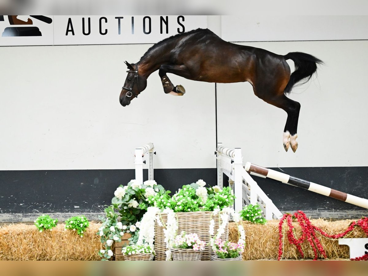 Zangersheider Stallion 3 years 15,3 hh Bay-Dark in Bladel