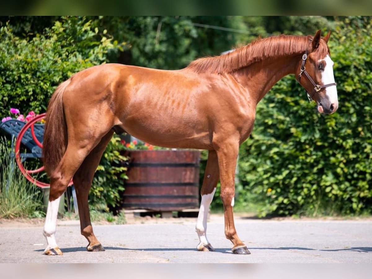 Zangersheider Stallion 3 years 16,1 hh Chestnut-Red in Gangelt