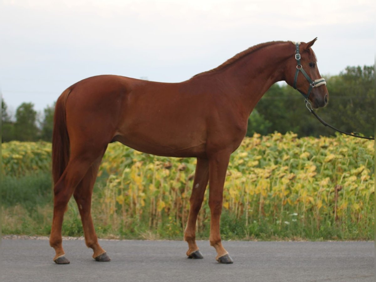 Zangersheider Stallion 3 years 16,2 hh Chestnut-Red in Borstorf