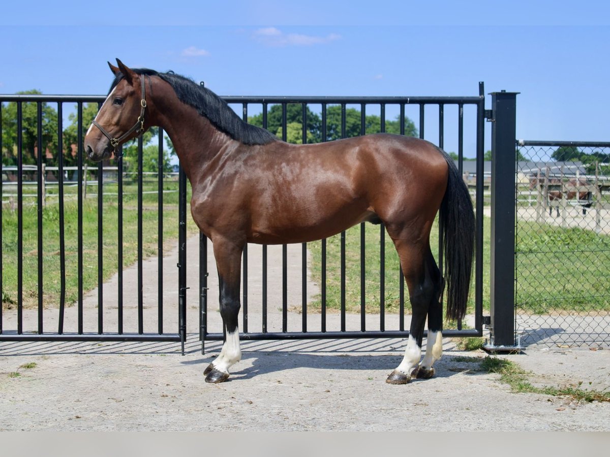 Zangersheider Stallion 3 years 16 hh Bay in Bladel