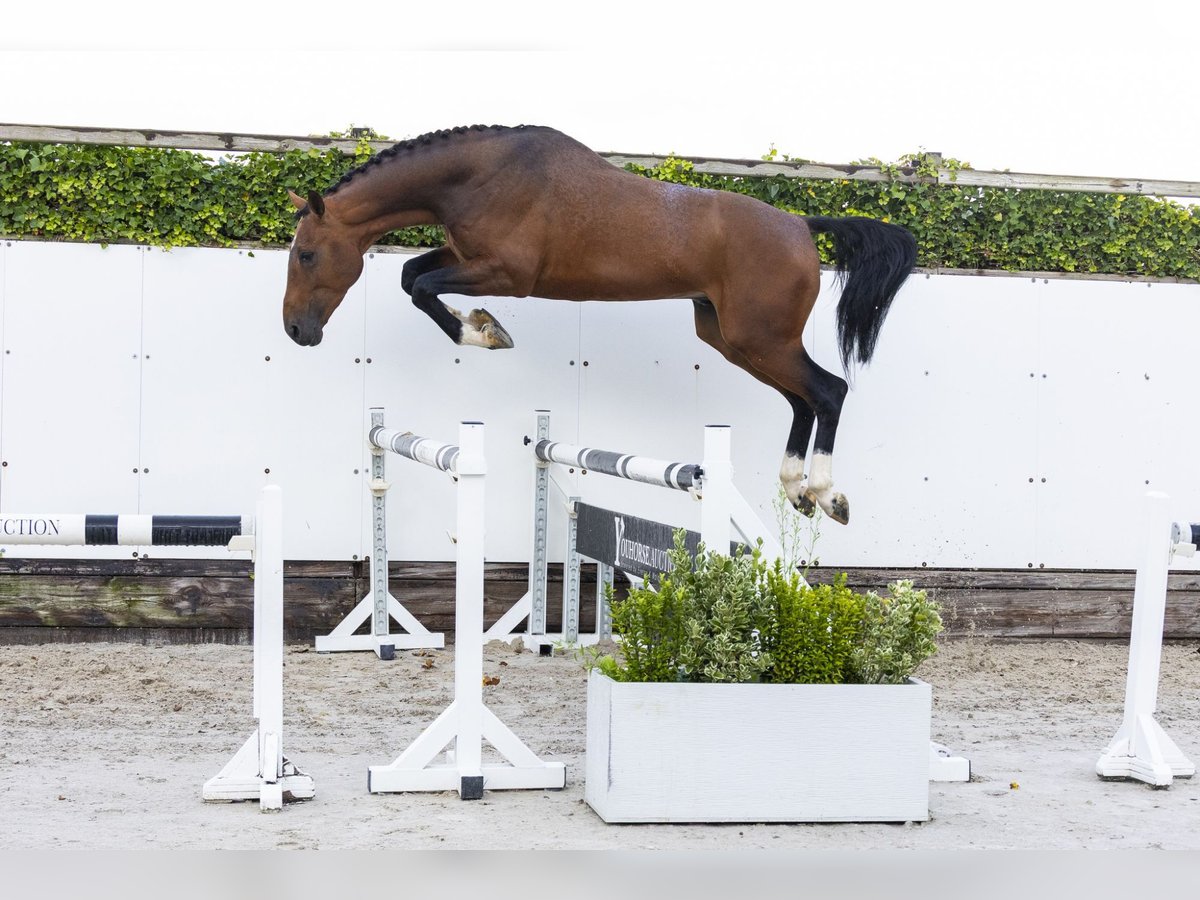 Zangersheider Stallion 3 years 16 hh Brown in Waddinxveen