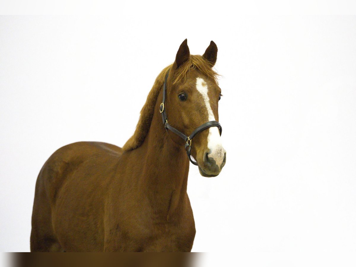 Zangersheider Stallion 3 years 16 hh Chestnut-Red in Waddinxveen