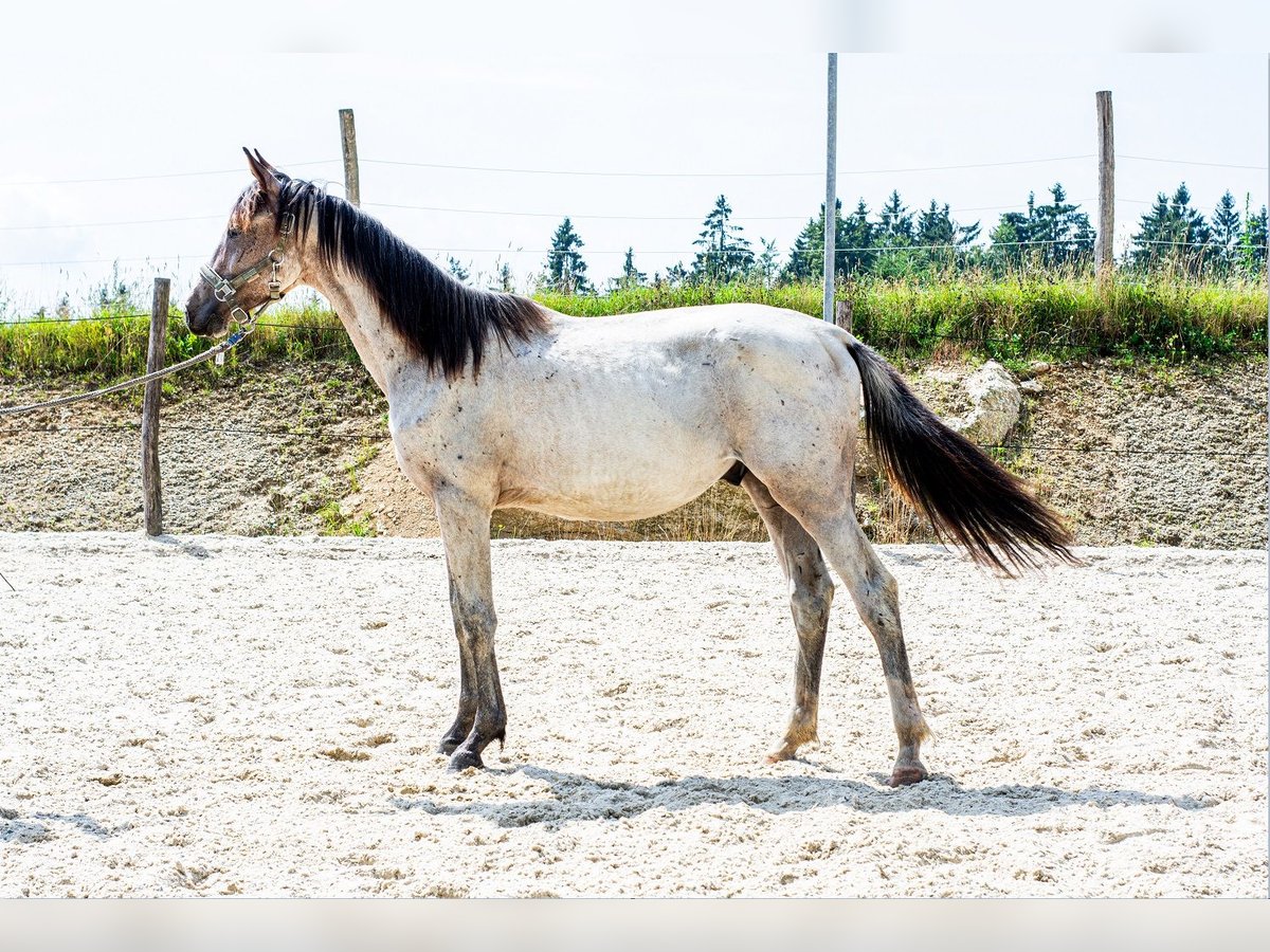 Zangersheider Stallion 3 years 16 hh Roan-Bay in Heiligenkreuz