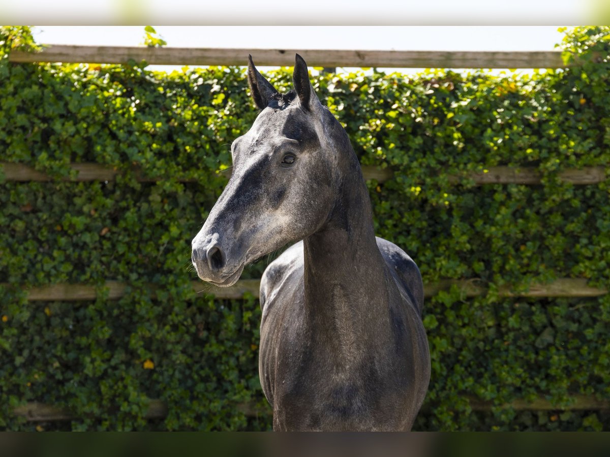 Zangersheider Stallion 3 years 16 hh in Waddinxveen