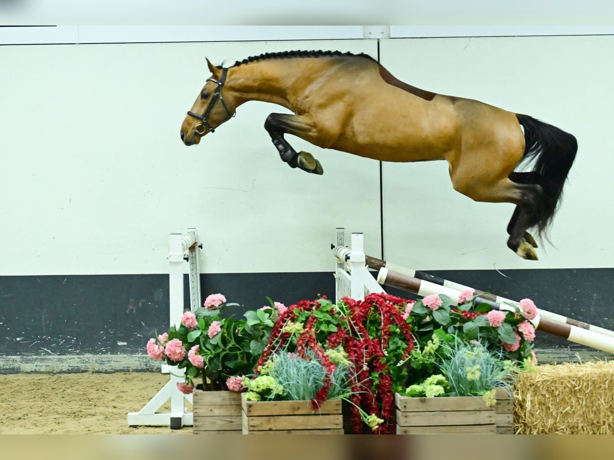 Zangersheider Stallion 3 years 16,1 hh Brown in Bladel