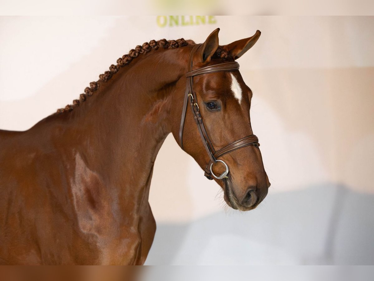 Zangersheider Stallion 3 years 16,1 hh Chestnut in Heerde