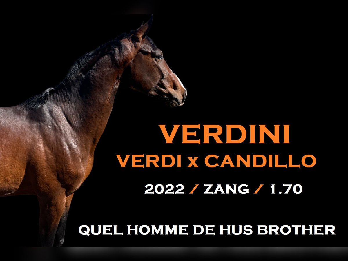 Zangersheider Stallion 3 years 16,2 hh Bay in Świekatowo