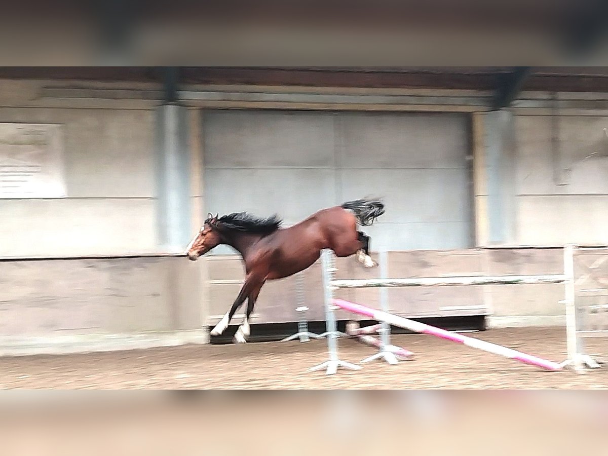 Zangersheider Stallion 3 years 16,2 hh Brown in Leisele