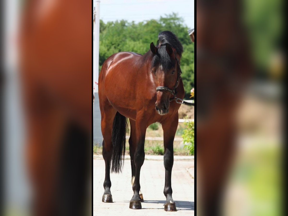 Zangersheider Stallion 3 years 16,2 hh Brown in Murska Soboda