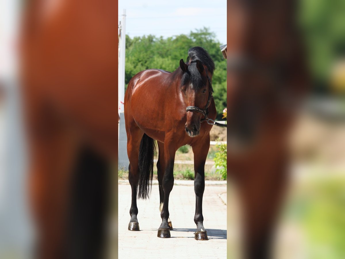 Zangersheider Stallion 3 years 16,2 hh Brown in Murska Soboda