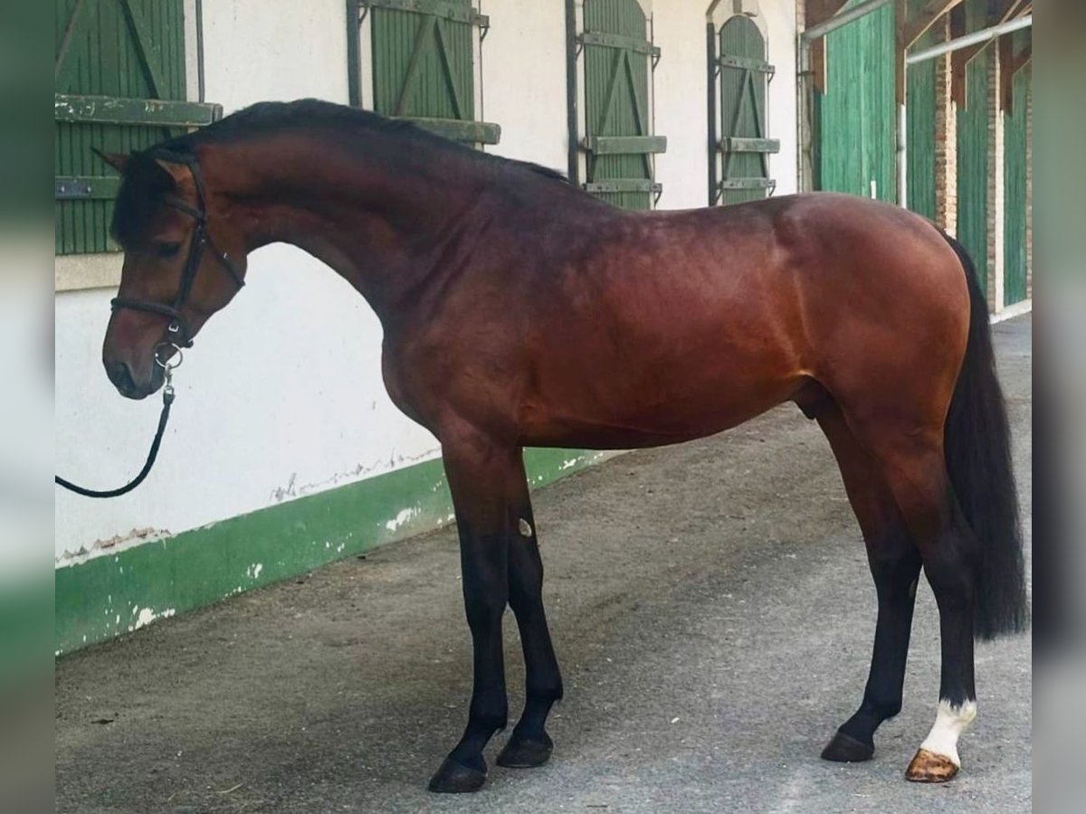 Zangersheider Stallion 3 years 16,2 hh Brown in Murska Soboda