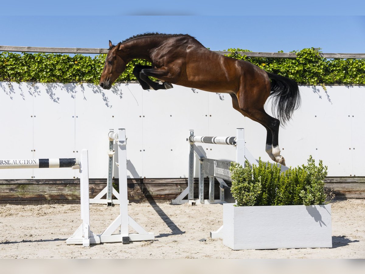 Zangersheider Stallion 3 years 16,3 hh Brown in Waddinxveen