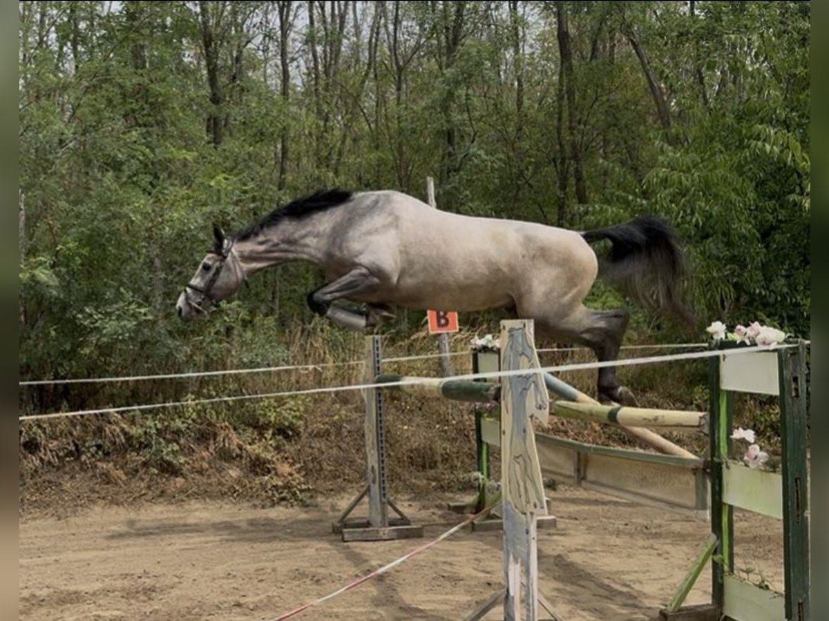 Zangersheider Stallion 3 years 17,2 hh Grey in Cs&#xF6;m&#xF6;r