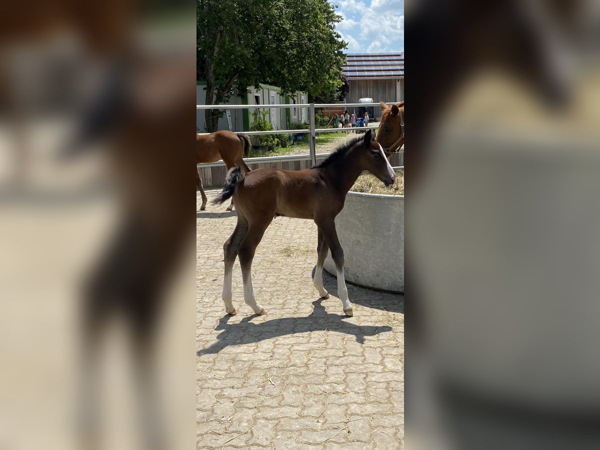 Zangersheider Stallion 3 years Can be white in Bayerisch Gmain
