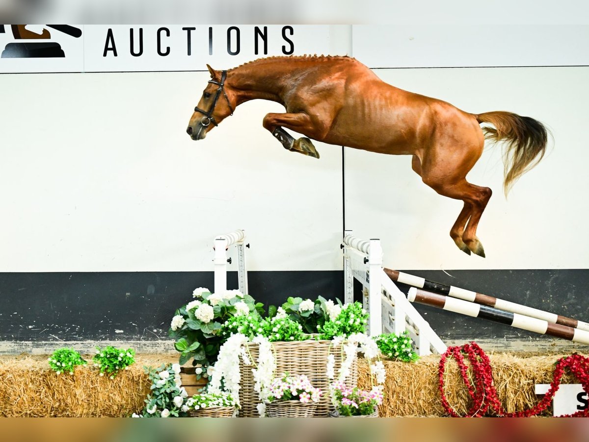 Zangersheider Stallion 3 years Chestnut-Red in Bladel